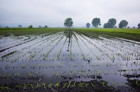 alluvione